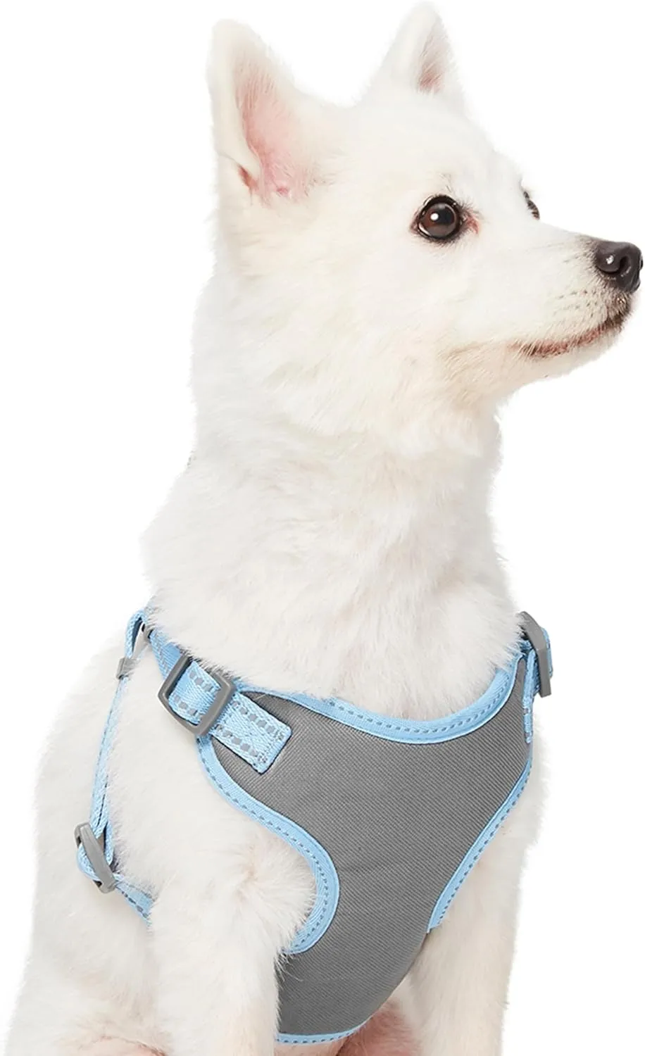 Blueberry Pet Essentials Dog Harness, Dog Collar, Dog Leash & Dog Seat Belt for Car, Reflective Adjustable Harness Set for Medium & Large Dogs, Safety-Conscious Travelers, Baby Blue
