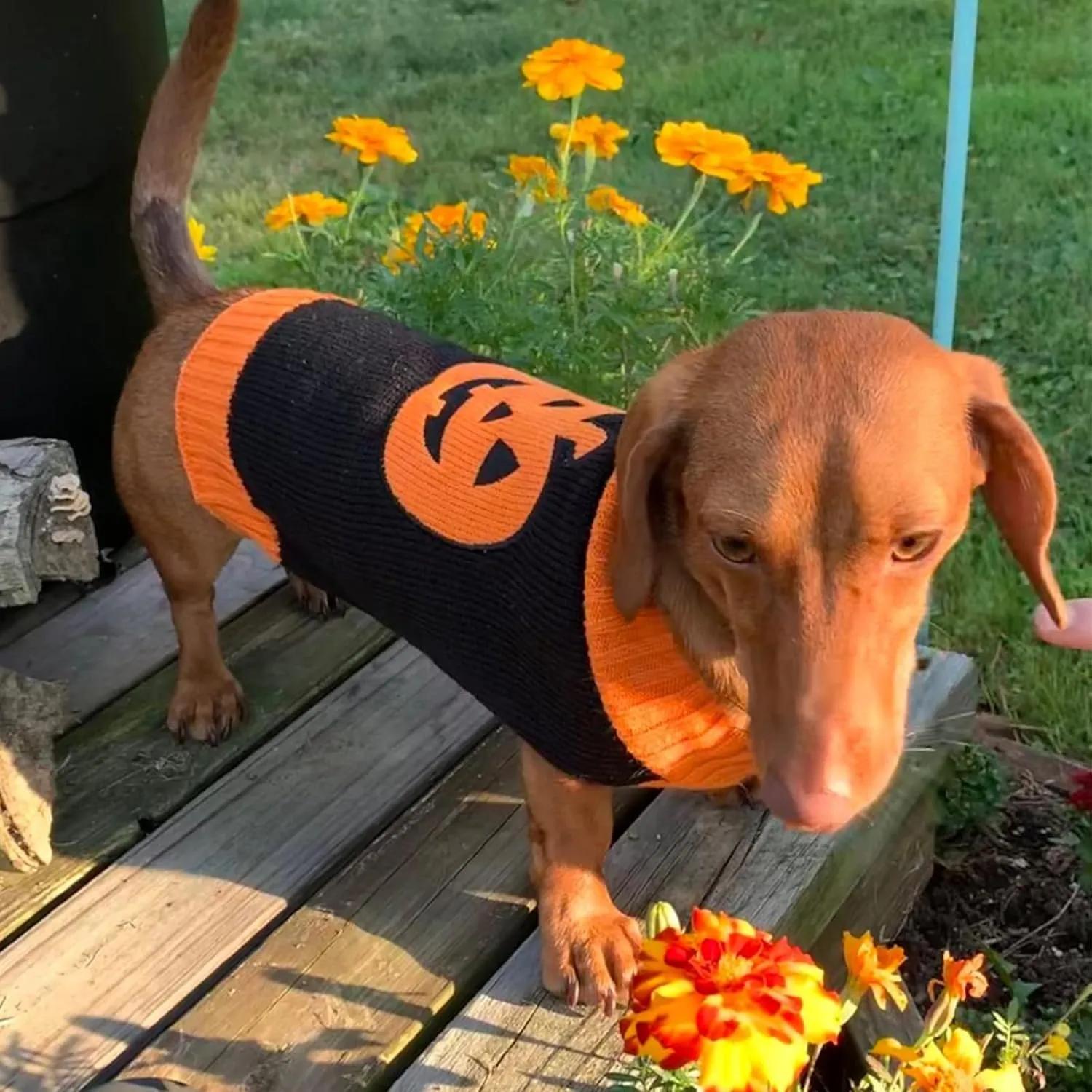 Dog Halloween Sweater Fall Winter Turtleneck Knit Warm Puppy Clothes Outfits Holiday Funny Pumpkin Pet Costumes for Small Medium Large Dogs Cats (XS, Black   Orange)