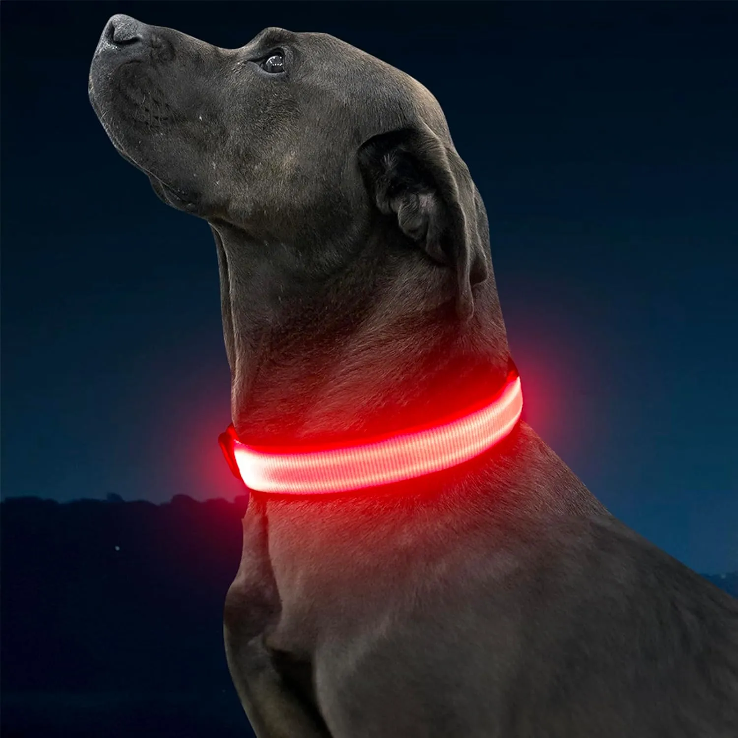 Illumifun Light Up Dog Collar - USB Rechargeable LED Dog Collar Glow in The Dark, Adjustable Pet Collar Light for Night Walking (Red, Medium)