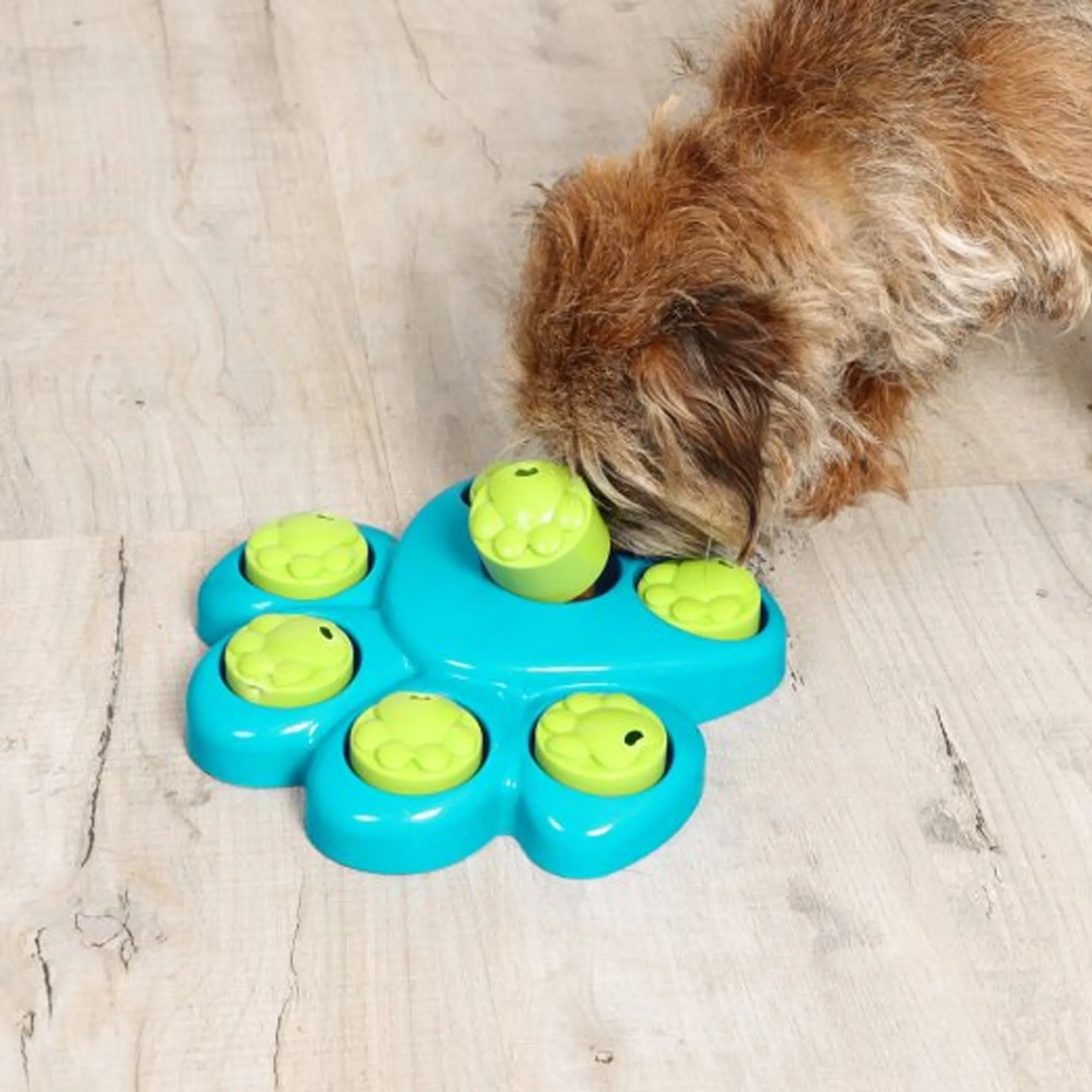 Iquties Active Paw Training