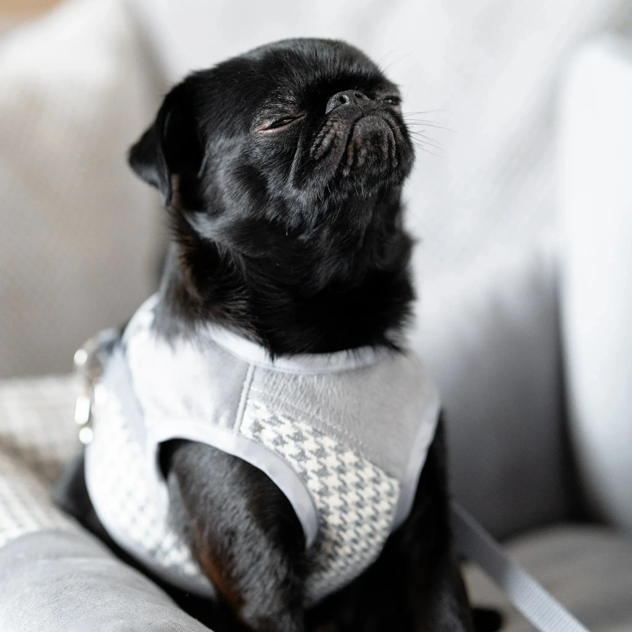 Oh Charlie Dog Car Seat Modern Finessa