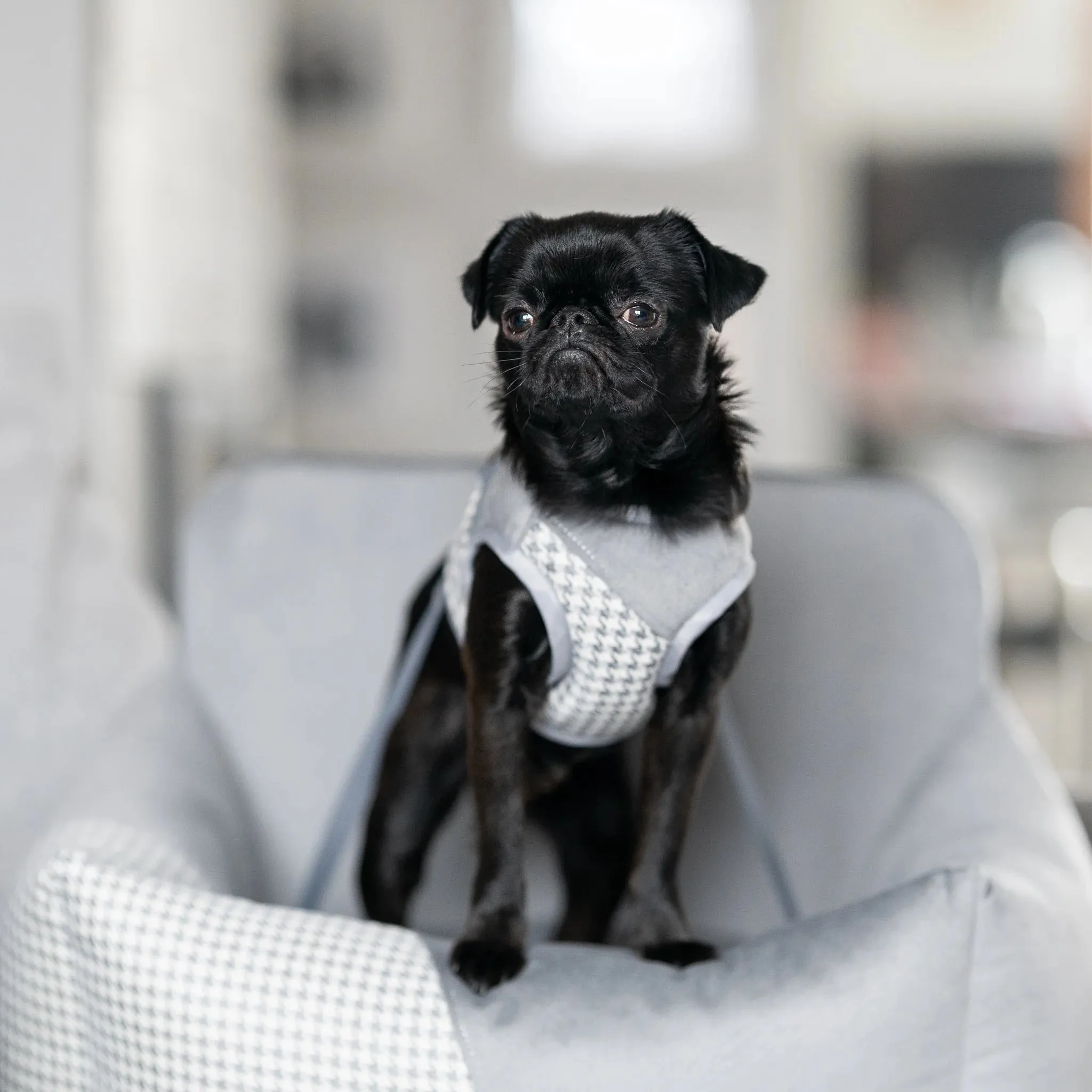 Oh Charlie Dog Car Seat Modern Finessa