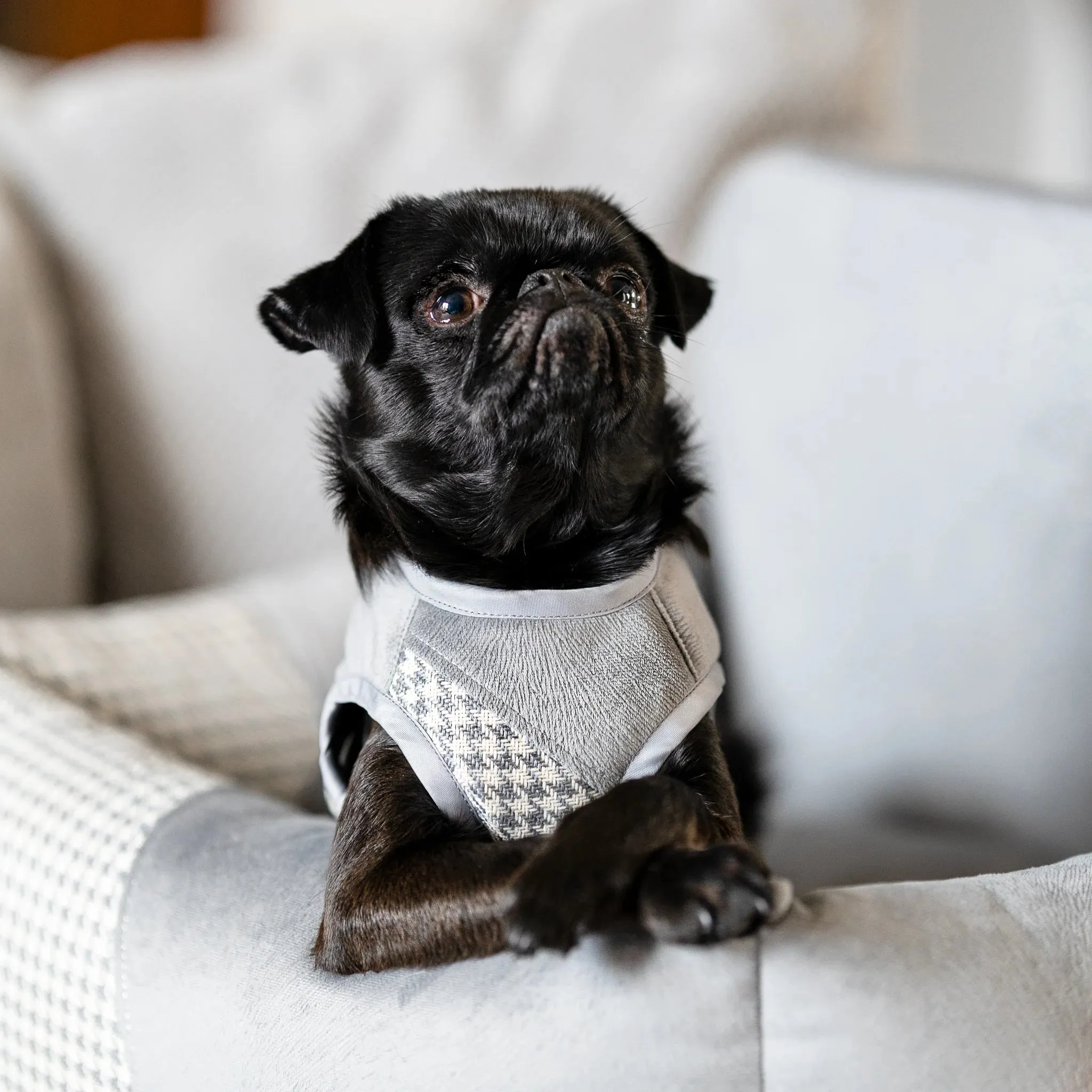 Oh Charlie Dog Car Seat Modern Finessa