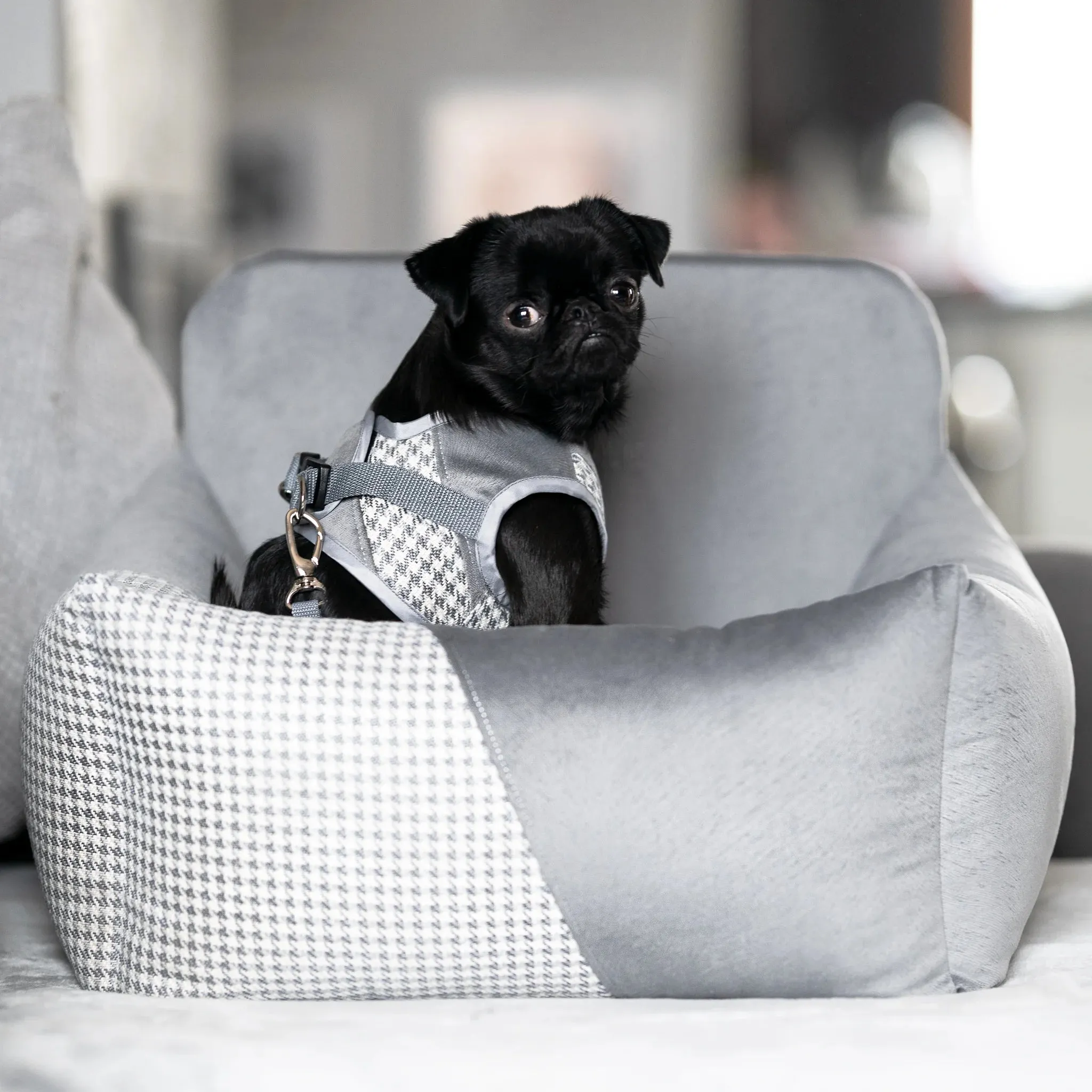 Oh Charlie Dog Car Seat Modern Finessa