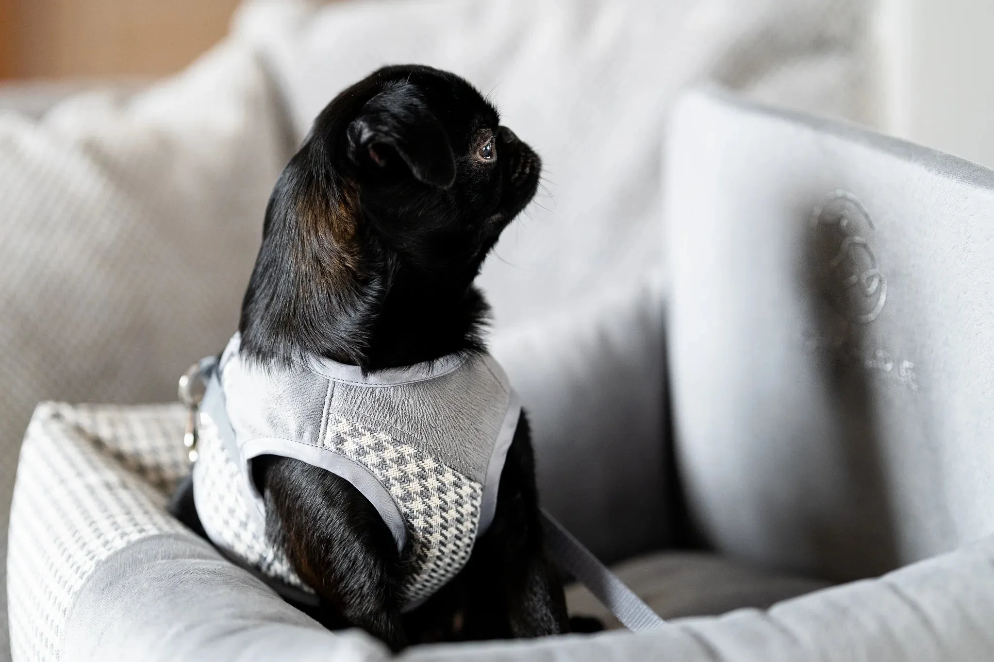 Oh Charlie Dog Car Seat Modern Finessa