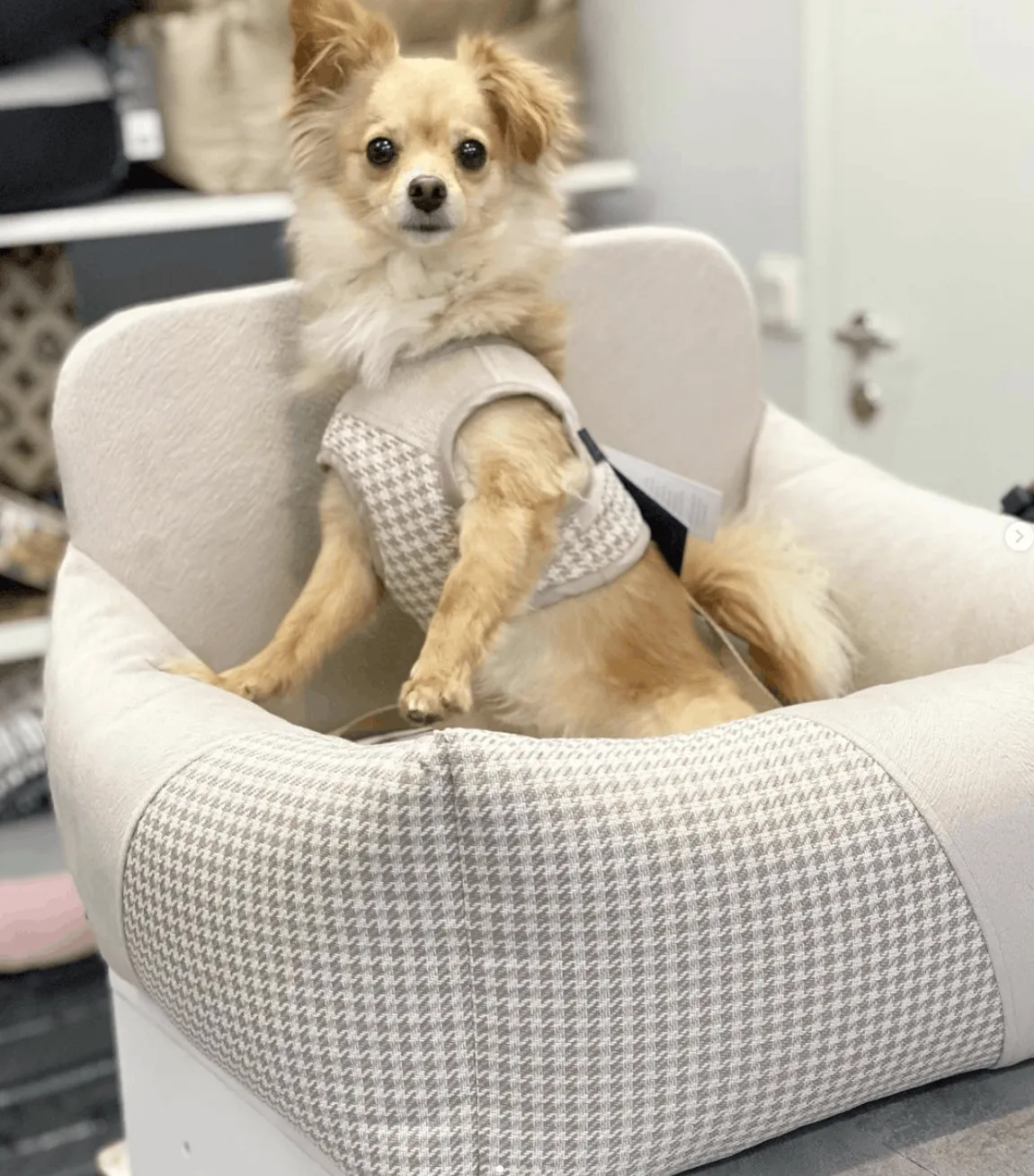 Oh Charlie Dog Car Seat Modern Finessa