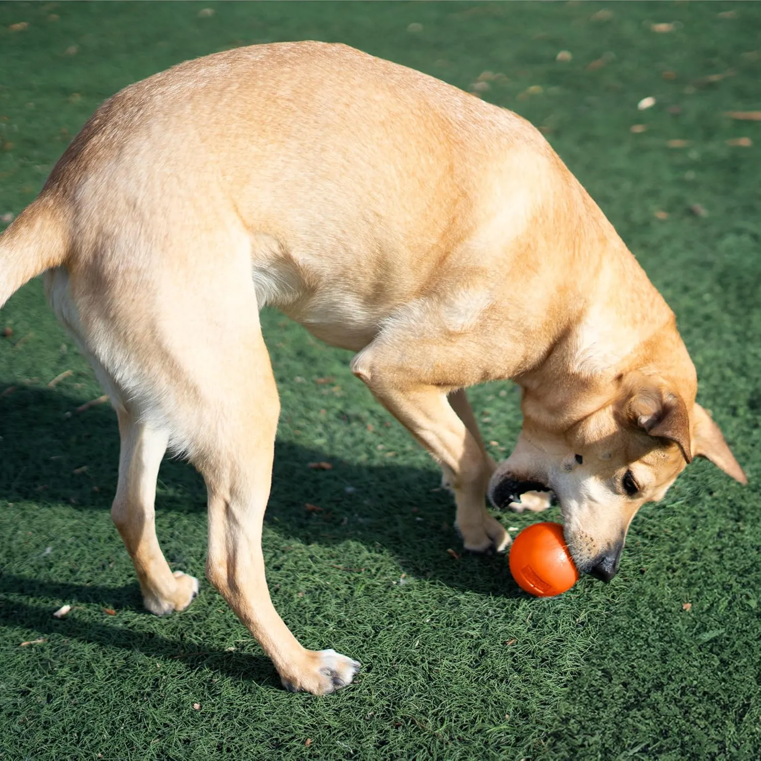 Outward Hound by Planet Dog Squeak Ball Bouncy Fetch Dog Toy, Orange