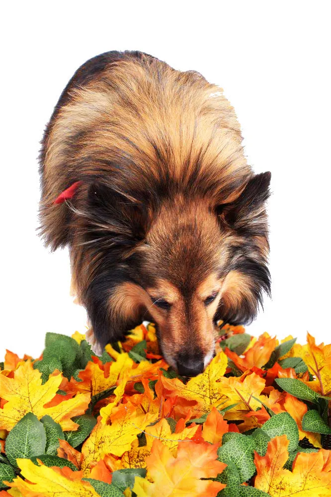 Pet Jungle Feeding Mat